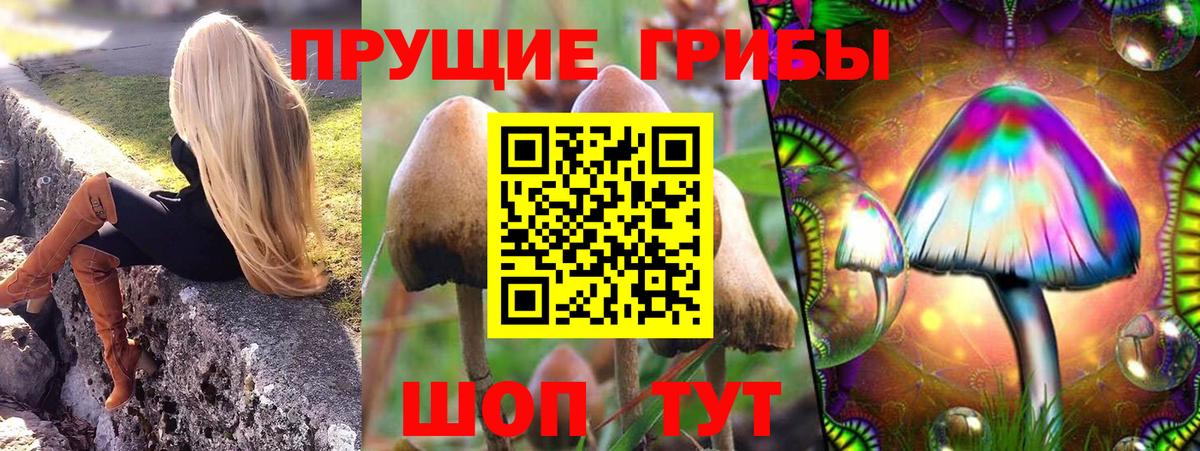 Балахна  Галлюциногенные грибы Psilocybine cubensis  Вход с VPN 